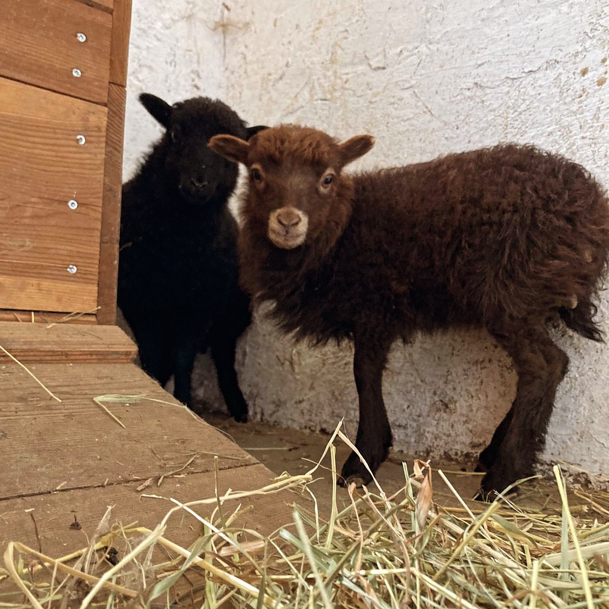 Berghotel Presslauer Nos animaux Emmi et Luna