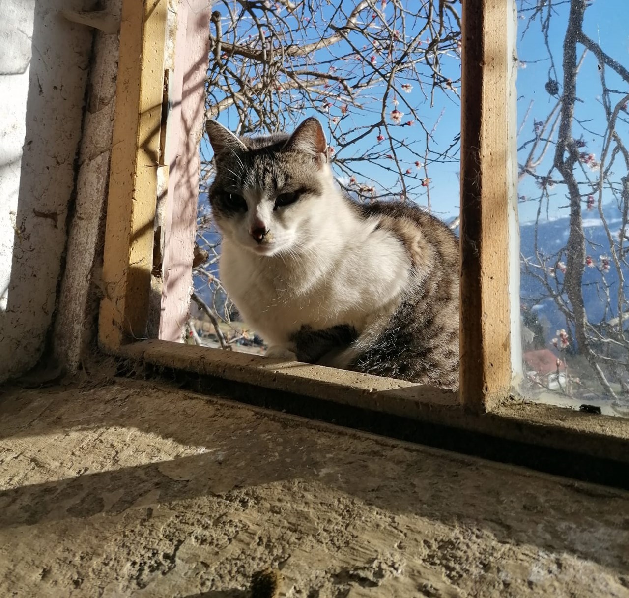 Berghotel Presslauer Nos animaux Maman