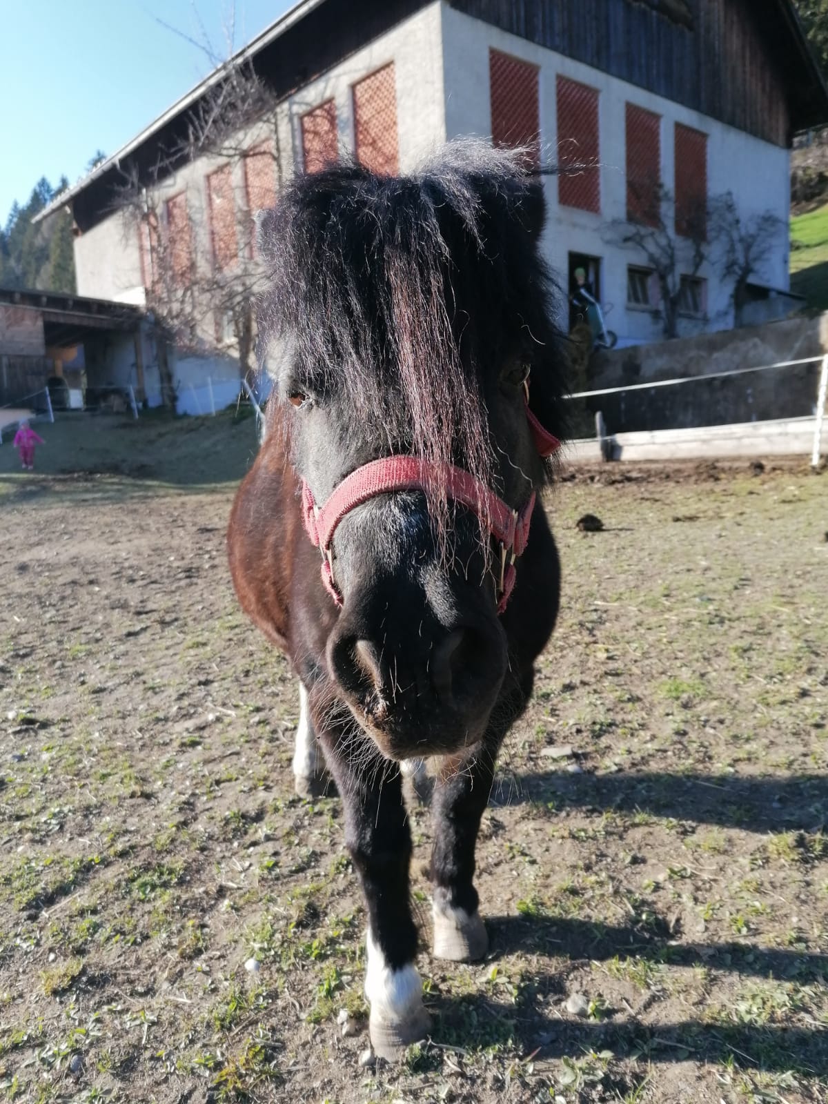 Berghotel Presslauer Our animals Linsey