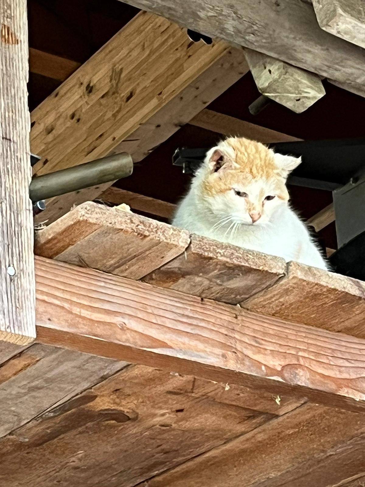Berghotel Presslauer Nos animaux Les proxénètes
