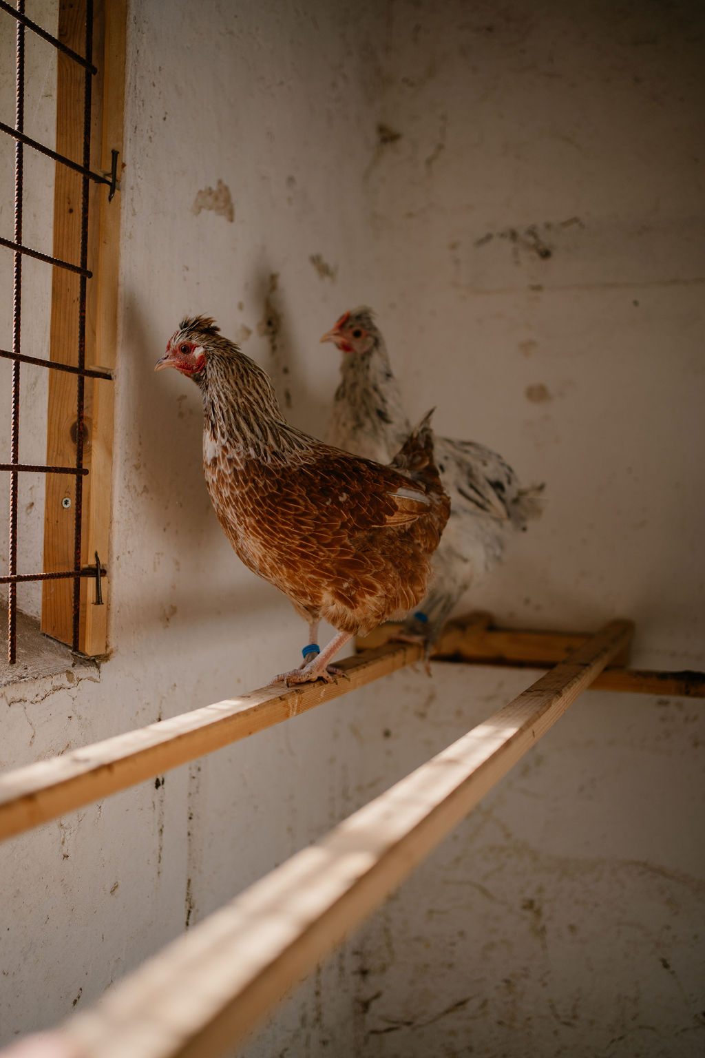Ferien Bauernhof: Berghotel Presslauer