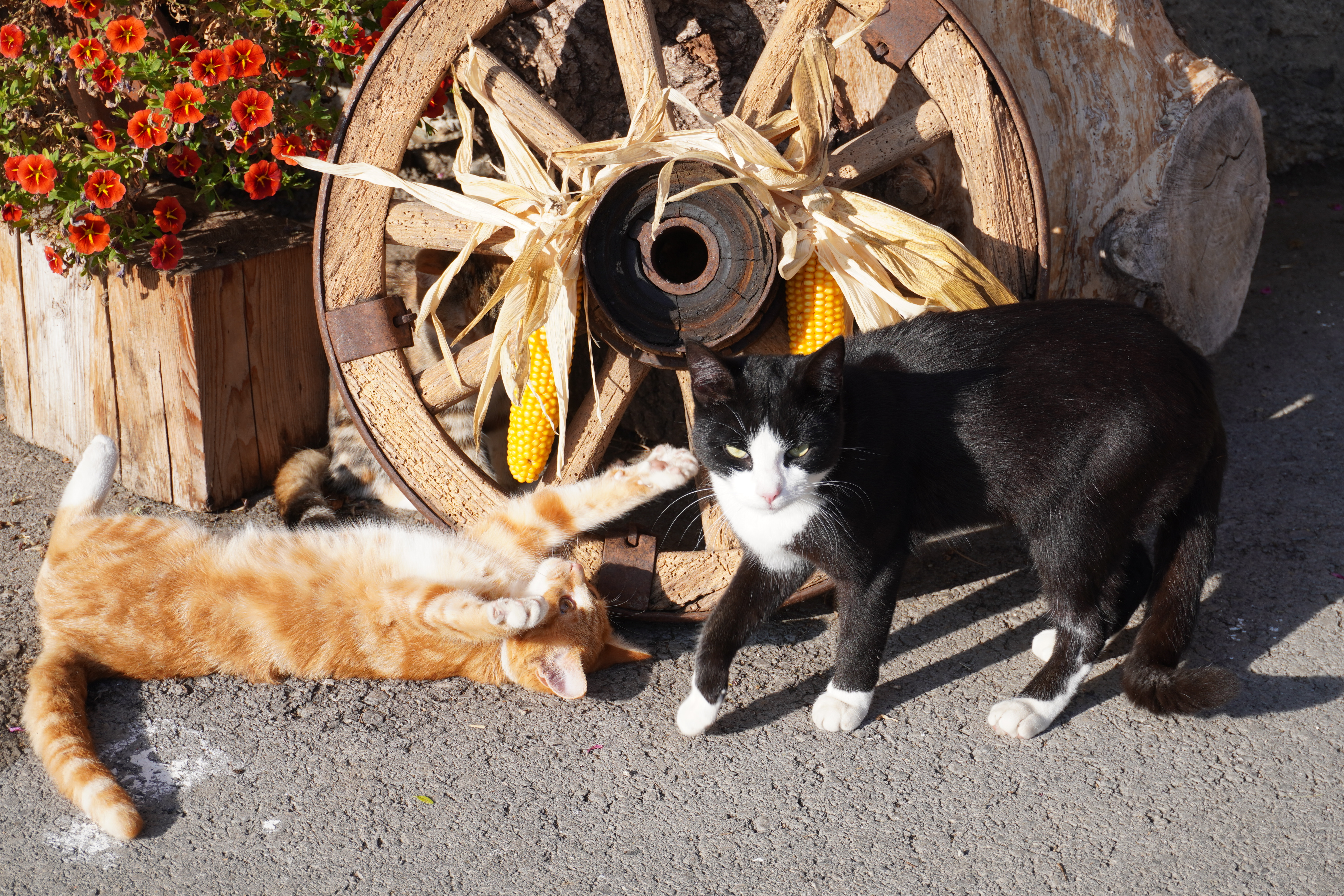 Urlaub auf dem Bauernhof - erreichbar mit: Bus - Malta (Malta) - Rasdorferhof
