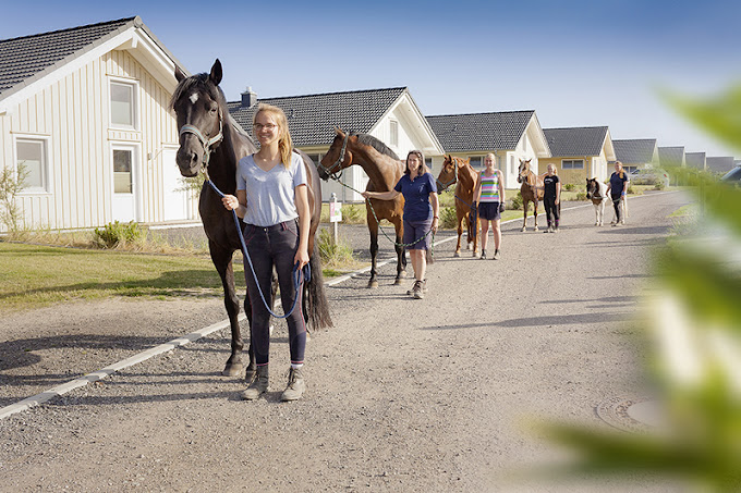 počitnice na kmetiji - Umgebung: Urlaub in den Feldern - Reitteam unterwegs durch die Ferienhaussiedlung - Bauer Martin | Ostsee Ferienhof Bendfeldt bei Grömitz