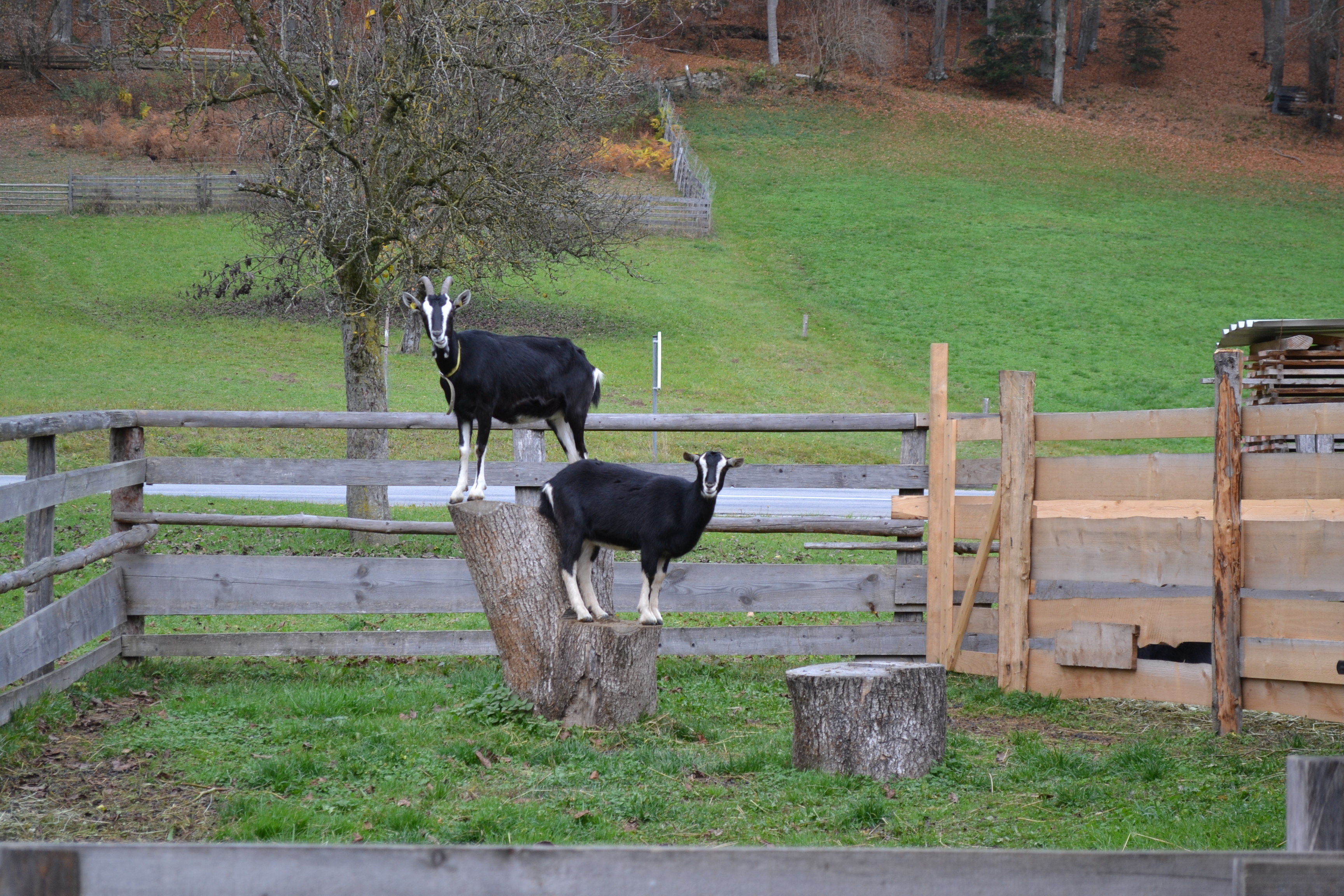 Denkmalhof Kaspergut unsere Tiere Pinzgauer Strahlenziege