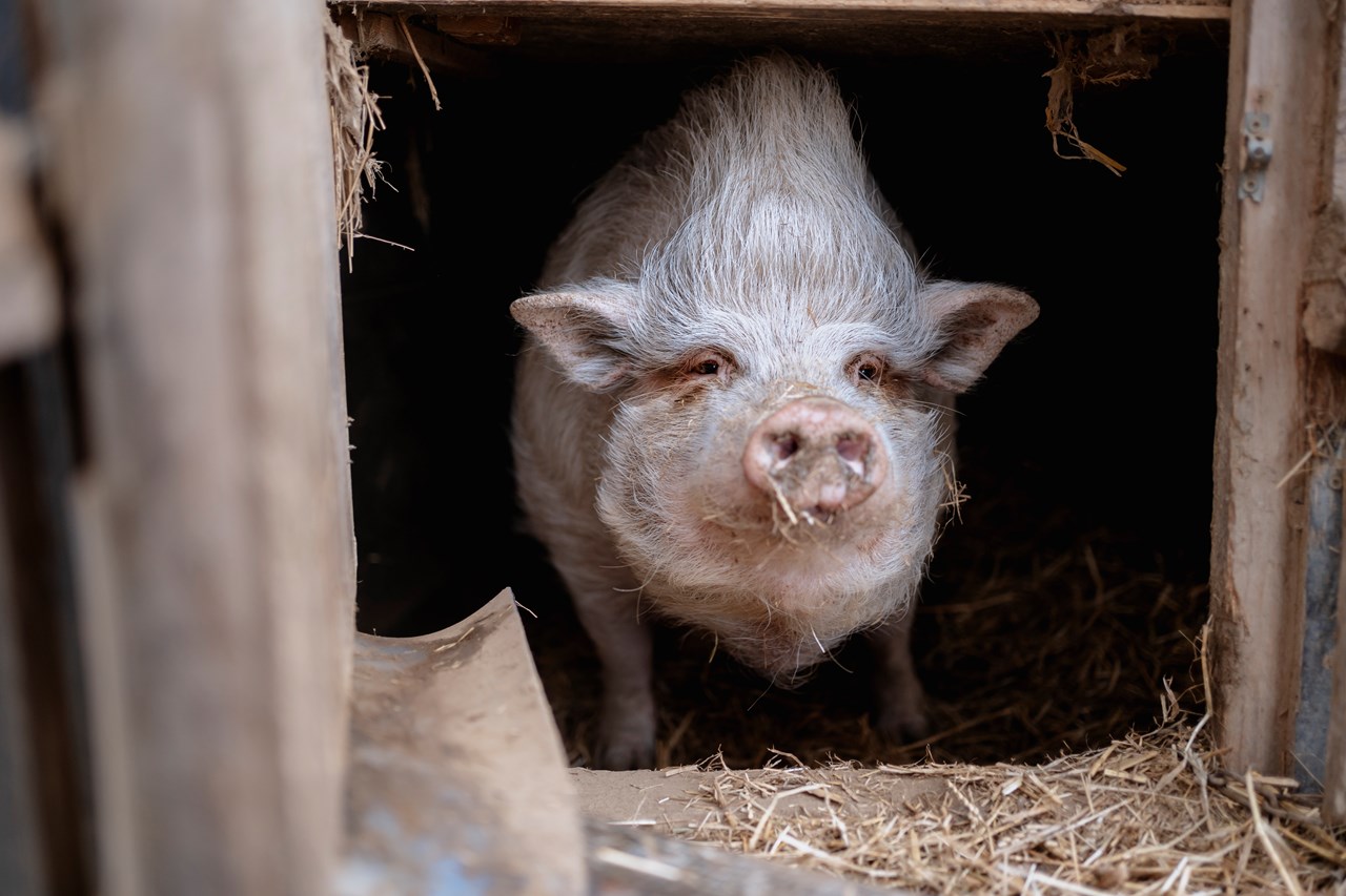 Auszeit-Hof Südburgenland unsere Tiere Schweine