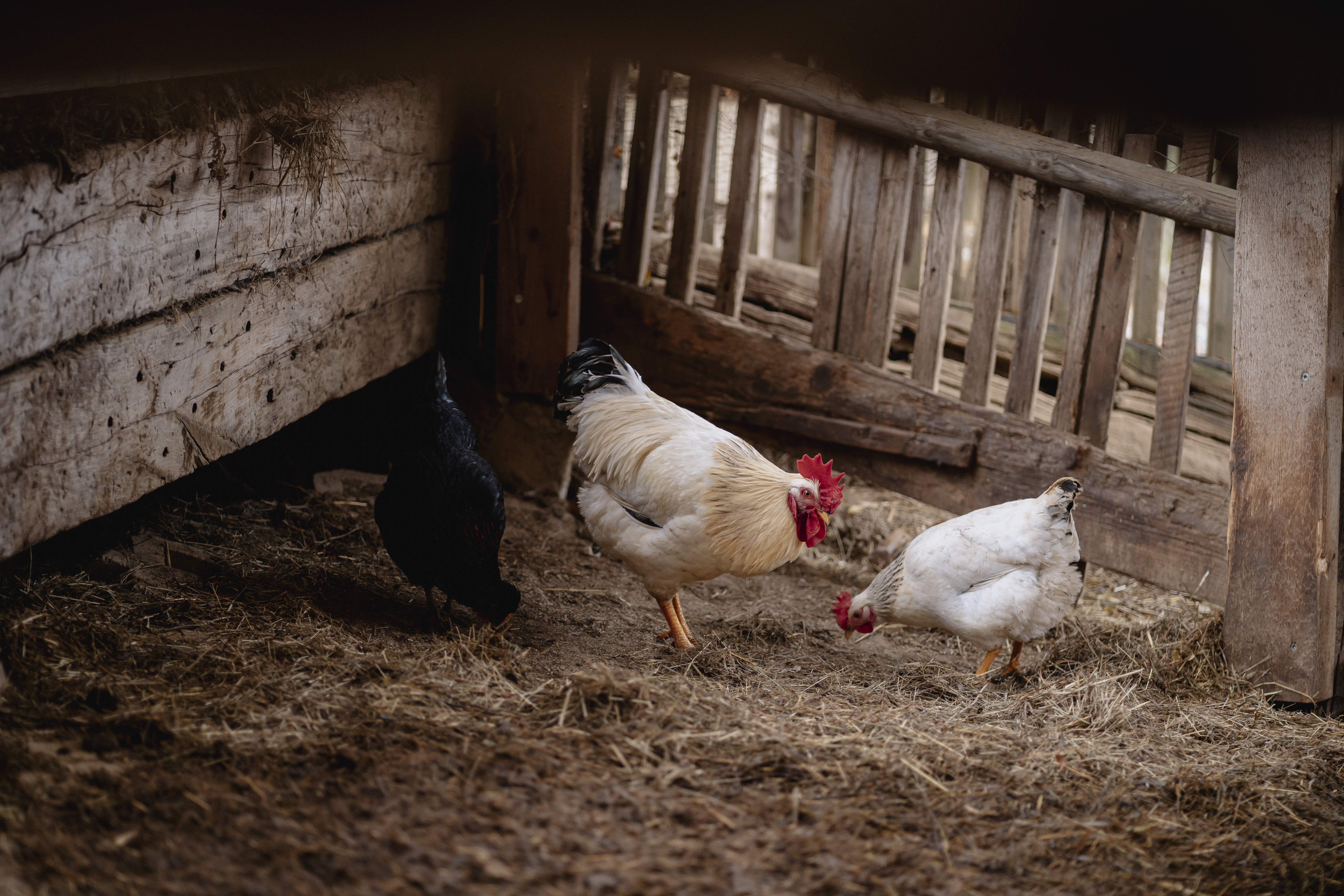 Auszeit-Hof Südburgenland Naše živali piščanec
