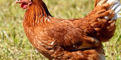 dovolenka na farme - Tiere am Hof: Hühner - Altmünster - Symbolbild für Urlaub auf einem Bauernhof - Gästehaus Moosinger
