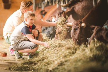 Ferien Bauernhof: Im Kuhstall haben wir 30 Pinzgauer Kühe mit Jungtieren und Kälbchen.
Die Kühe produzieren unsere gute Bio - Milch - Familotel Landgut Furtherwirt