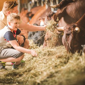 Ferien Bauernhof: Im Kuhstall haben wir 30 Pinzgauer Kühe mit Jungtieren und Kälbchen.
Die Kühe produzieren unsere gute Bio - Milch - Familotel Landgut Furtherwirt