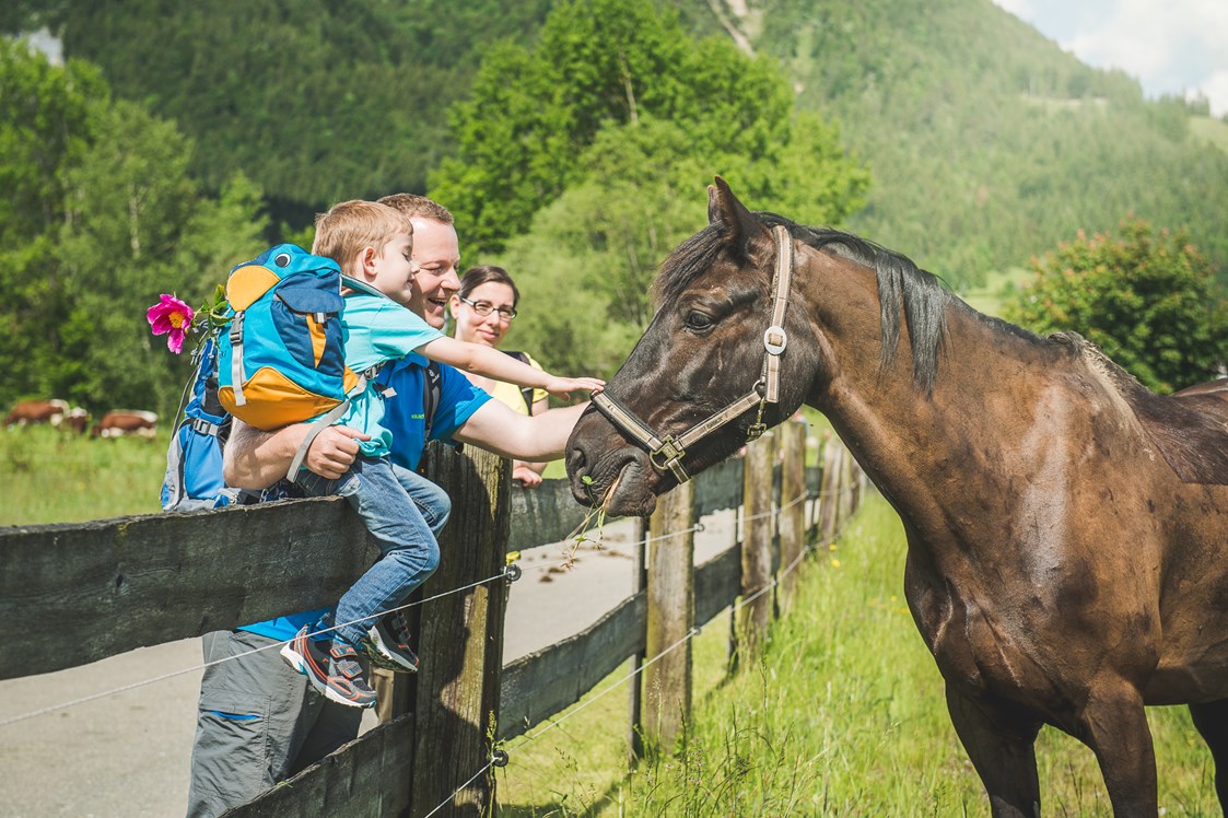 Ferien Bauernhof: Unsere Kühe und Pferde können Sie im Sommer täglich auf der Weide besuchen. - Familotel Landgut Furtherwirt