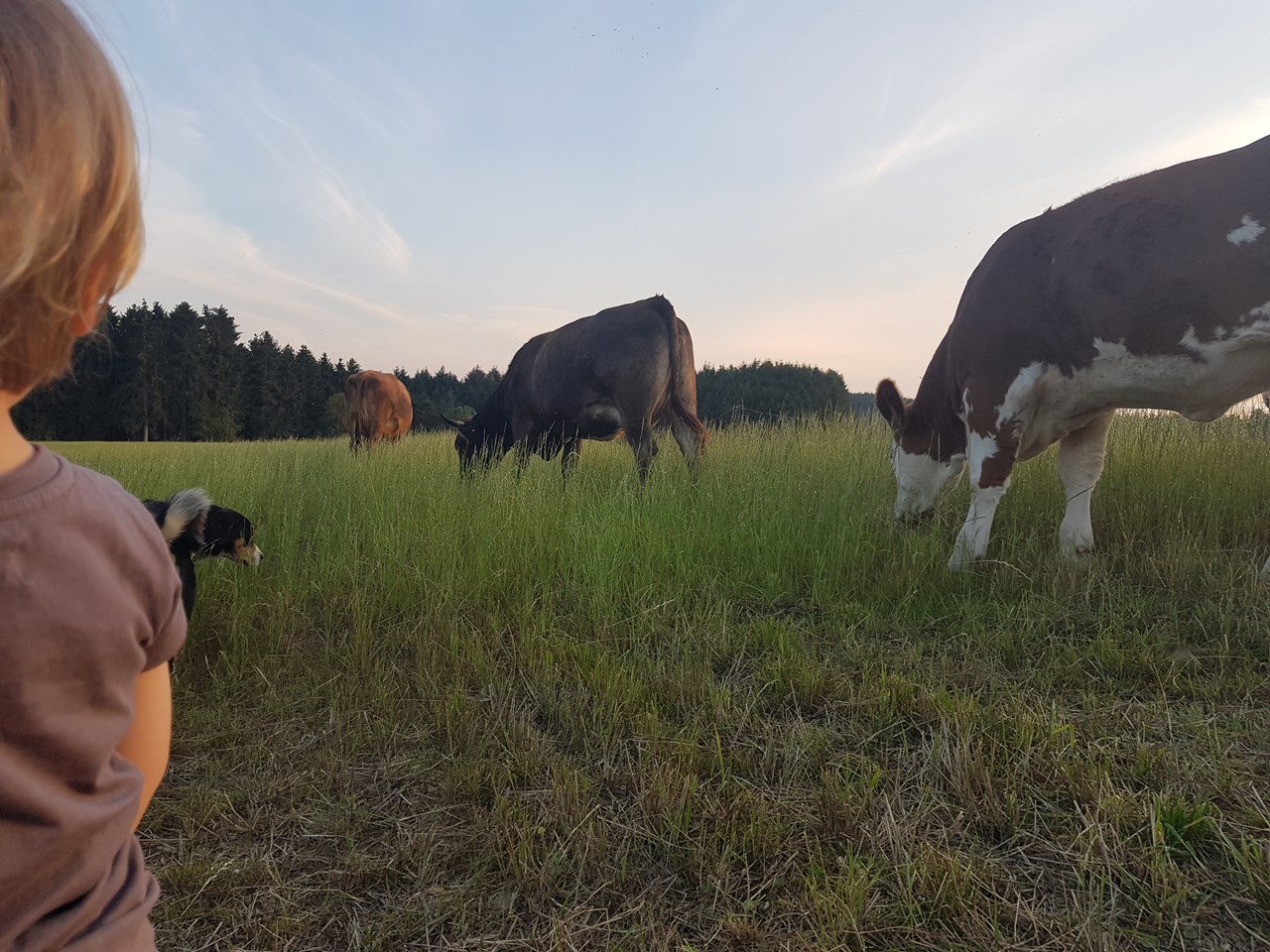 Heilsberger Hof Onze dieren moeder koeien