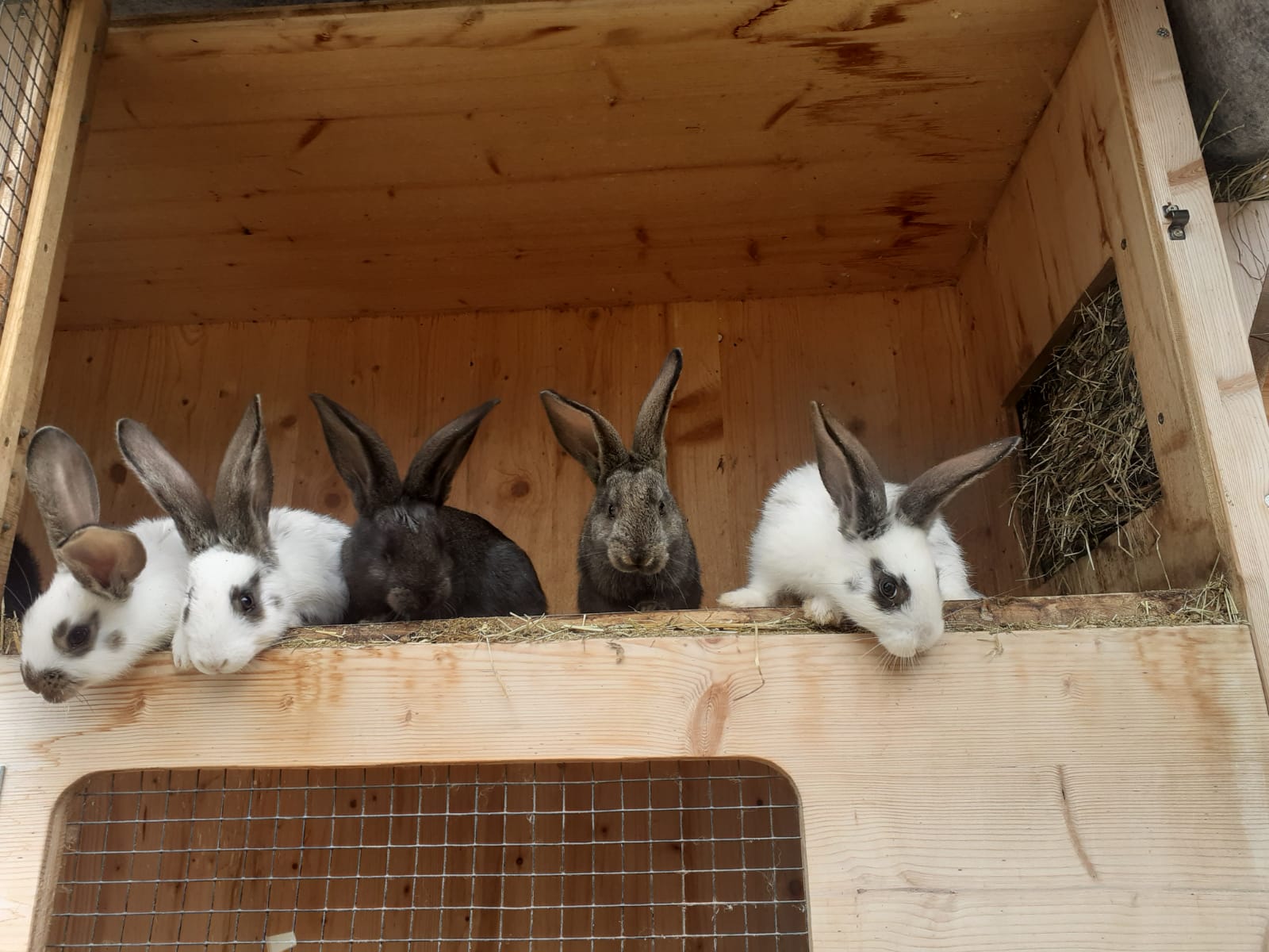 Huberhof Onze dieren babykonijnen