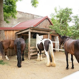 Ferien Bauernhof: Unsere Pferde - Hippo-Campus Reit- und Therapiezentrum