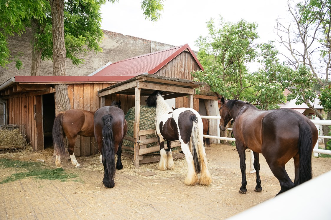 Ferien Bauernhof: Unsere Pferde - Hippo-Campus Reit- und Therapiezentrum